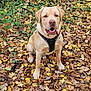 Loki a rejoint le concours — aidez-le/la à gagner de superbes lots ! animal, autumn, brown_leaves, canine, cute, dog, fall_leaves, forest_floor, friendly, golden_dog, green_leaves, harness, labrador, leaf_litter, nature, outdoor, pet, playful, sitting, tongue_out