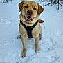 Loki a rejoint le concours — aidez-le/la à gagner de superbes lots ! animal, canine, cheerful, cold, daylight, dog, friendly, fur, happy, harness, labrador, mammal, nature, outdoor, pet, playful, sitting, snow, tongue, winter