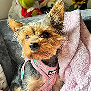 Mika Jo joined the competition — help win amazing prizes! dog, small_dog, yorkshire_terrier, pink_harness, blanket, soft_texture, plush_toy, sunflower, indoor, cozy, pet, fur, ears, curious, sitting, close_up, cute, animal, domestic, companion