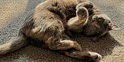Koi joined the competition — help win amazing prizes! cat, feline, pet, animal, relaxed, sunlight, carpet, indoor, fluffy, paws, fur, cute, resting, shadow, cozy, whiskers, tail, sleepy, domestic_cat, mammal