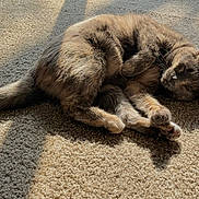 Koi joined the competition — help win amazing prizes! cat, animal, pet, sleeping, fur, carpet, sunlight, shadow, indoor, cozy, relaxing, cute, feline, resting, whiskers, paw, tail, mammal, domestic, comfort