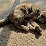 cat, animal, pet, sleeping, fur, carpet, sunlight, shadow, indoor, cozy, relaxing, cute, feline, resting, whiskers, paw, tail, mammal, domestic, comfort