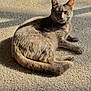 Koi is registered to the contest to win money with this photo: cat, animal, pet, feline, carpet, sunlight, shadow, fur, indoor, relaxing, laying, mammal, whiskers, ears, tail, paws, domestic, sleepy, cozy, warm