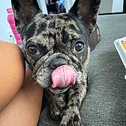 Zoey is registered to the contest to win money with this photo: dog, french_bulldog, brindle, tongue_out, close_up, pet, lying_down, indoor, carpet, paw, ears, snout, person_leg, pink_bottle, room, blurred_background, cute, animal, canine, companion
