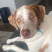 Jasper is registered to the contest to win money with this photo: dog, pet, close_up, portrait, brown_spotted, yellow_eyes, nose, collar, id_tag, indoor, sofa, hardwood_floor, paw, lying_down, muzzle, ears, domestic_animal, friendly, face, companionship