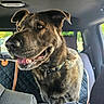 Ruby Rose is registered to the contest to win money with this photo: dog, canine, pet, inside_car, car_seat, collar, happy, tongue_out, brown_fur, ears_up, window, sunlight, seat_cover, vehicle, domestic_animal, looking_out, close_up, companion, animal_portrait, transportation