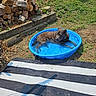 Ruby Rose is registered to the contest to win money with this photo: dog, blue_pool, water, grass, woodpile, outdoor, sunlight, striped_rug, pet, relaxing, summer, nature, plastic_pool, canine, yard, shade, resting, animal, daytime, leisure