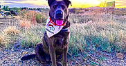 Ruby Rose is registered to the contest to win money with this photo: dog, bandana, outdoor, sunset, grass, sky, nature, pet, animal, happy, sitting, path, landscape, field, colorful, canine, tongue, sunlight, scenic, portrait