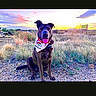 dog, bandana, outdoor, sunset, grass, sky, nature, pet, animal, happy, sitting, path, landscape, field, colorful, canine, tongue, sunlight, scenic, portrait