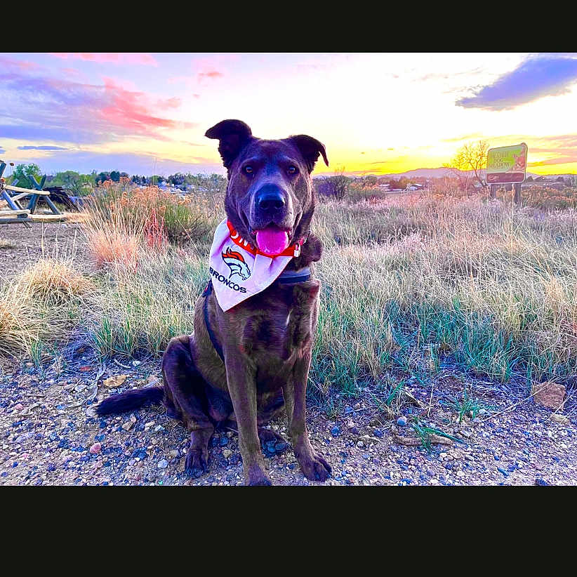 Ruby Rose is registered to the contest to win money with this photo: dog, bandana, outdoor, sunset, grass, sky, nature, pet, animal, happy, sitting, path, landscape, field, colorful, canine, tongue, sunlight, scenic, portrait