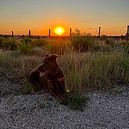 Ruby Rose is registered to the contest to win money with this photo: dog, sunset, outdoor, grass, fence, nature, animal, evening, sky, field, relaxing, pet, landscape, ground, sun, silhouette, quiet, rural, scenic, peaceful