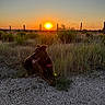 dog, sunset, outdoor, grass, fence, nature, animal, evening, sky, field, relaxing, pet, landscape, ground, sun, silhouette, quiet, rural, scenic, peaceful