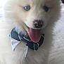 adorable, animal, blue_eyes, bow_tie, close_up, cute, dog, domestic_animal, face, fluffy, furry, happy, indoor, pet, portrait, puppy, small_dog, tongue_out, white_fur, young_dog