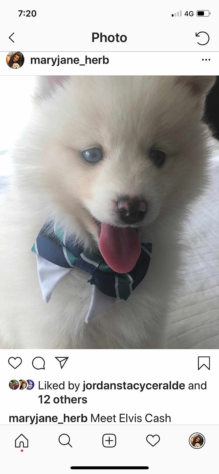 Elvis Cash is registered to the contest to win money with this photo: adorable, animal, blue_eyes, bow_tie, close_up, cute, dog, domestic_animal, face, fluffy, furry, happy, indoor, pet, portrait, puppy, small_dog, tongue_out, white_fur, young_dog