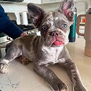 Mikey joined the competition — help win amazing prizes! puppy, dog, blue_eyes, tongue_out, kitchen, counter, pet, domestic, animal, cute, fur, ears, nose, indoor, home, appliances, relaxed, small_dog, close_up, playful