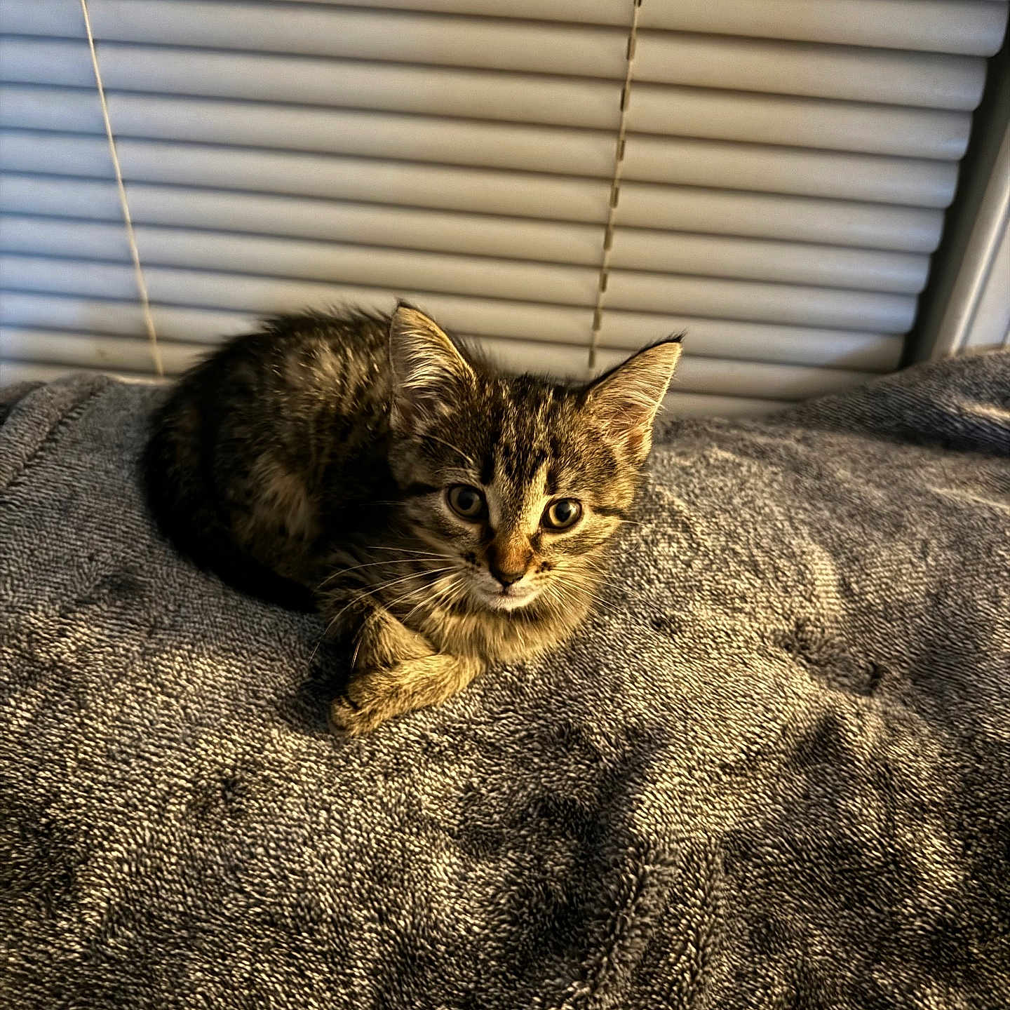 Willow joined the competition — help win amazing prizes! abyssinian, animal, bed, bedroom, blanket, cat, couch, curtain, cushion, furniture, hardwood, homedecor, indoors, kitten, linen, manx, pet, room, windowshade, wood