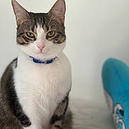 Titi participe au concours pour gagner de l'argent avec cette photo : cat, tabby, white_fur, blue_collar, pet, indoor, feline, sitting, fur, whiskers, ears, eyes, nose, bed, plush_toy, portrait, animal, cute, domestic, fur_pattern