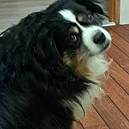 Ouna a rejoint le concours — aidez-le/la à gagner de superbes lots ! animal, animal_portrait, black_fur, brown_fur, canine, companion, cute, dog, domestic, flooring, fur, furry, house, indoor, looking_back, pet, portrait, side_view, white_fur, wooden_floor