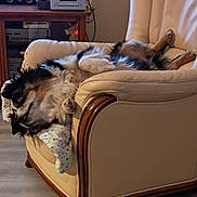 Ouna a rejoint le concours — aidez-le/la à gagner de superbes lots ! dog, pet, lounge, upside_down, armchair, leather_furniture, blanket, indoor, home, relaxed, fluffy, black_and_white, wooden_furniture, electronics, couch, cozy, canine, resting, animal, living_room