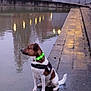 Rock participe au concours pour gagner de l'argent avec cette photo : dog, water, reflection, collar, green_light, pavement, outdoor, evening, pet, sitting, calm, urban, animal, side_view, quiet, nature, park, wet_surface, canine, leisure