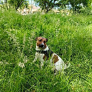 Rock participe au concours pour gagner de l'argent avec cette photo : dog, outdoor, grass, greenery, nature, trees, canine, pet, animal, summer, daylight, leaves, field, park, fur, brown, white, harness, sitting, calm