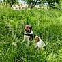 dog, outdoor, grass, greenery, nature, trees, canine, pet, animal, summer, daylight, leaves, field, park, fur, brown, white, harness, sitting, calm