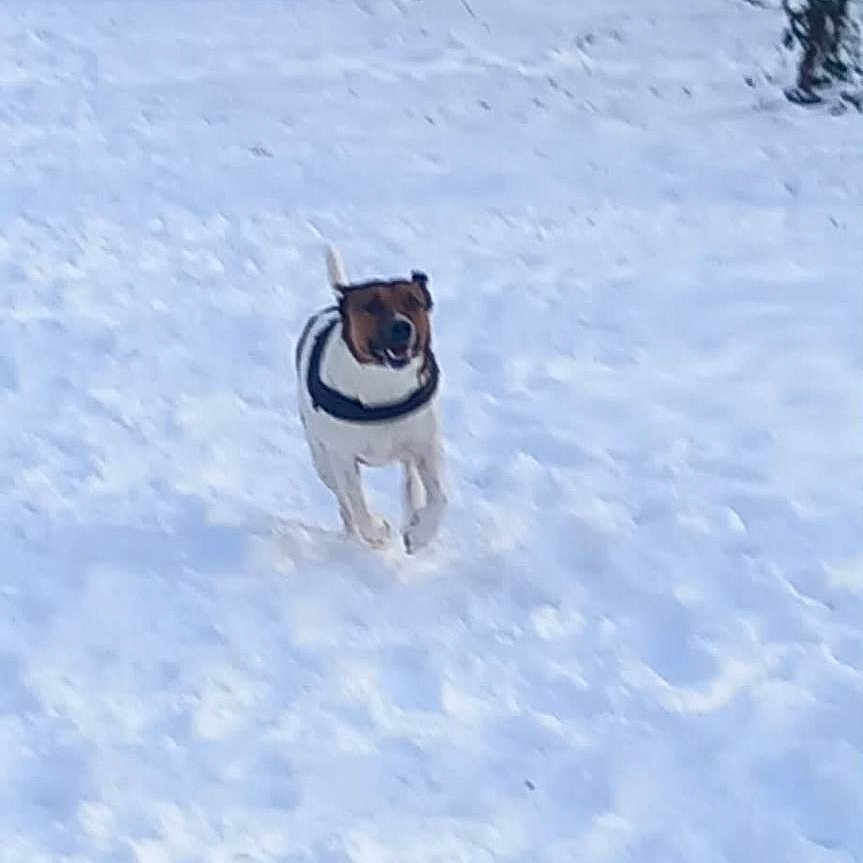 Rock participe au concours pour gagner de l'argent avec cette photo : animal, canine, cold, daylight, dog, forest, fun, happy, landscape, motion, nature, outdoor, pet, playful, running, season, snow, trees, white, winter