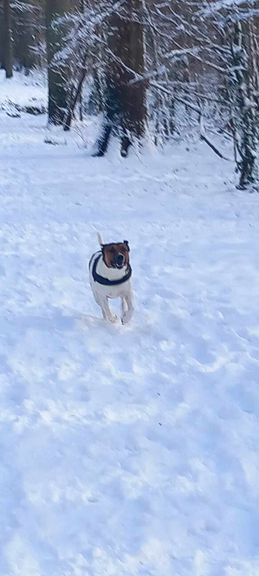 Rock participe au concours pour gagner de l'argent avec cette photo : dog, snow, running, outdoor, winter, trees, forest, animal, nature, playful, white, cold, daylight, motion, pet, canine, happy, landscape, season, fun