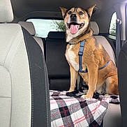 Bella joined the competition — help win amazing prizes! dog, canine, pet, car_interior, seat, harness, plaid_blanket, tongue_out, happy, ears_up, window, backseat, leash, fur, animal, transportation, vehicle, seatbelt, smiling, domestic_animal