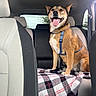 animal, backseat, canine, car_interior, dog, domestic_animal, ears_up, fur, happy, harness, leash, pet, plaid_blanket, seat, seatbelt, smiling, tongue_out, transportation, vehicle, window