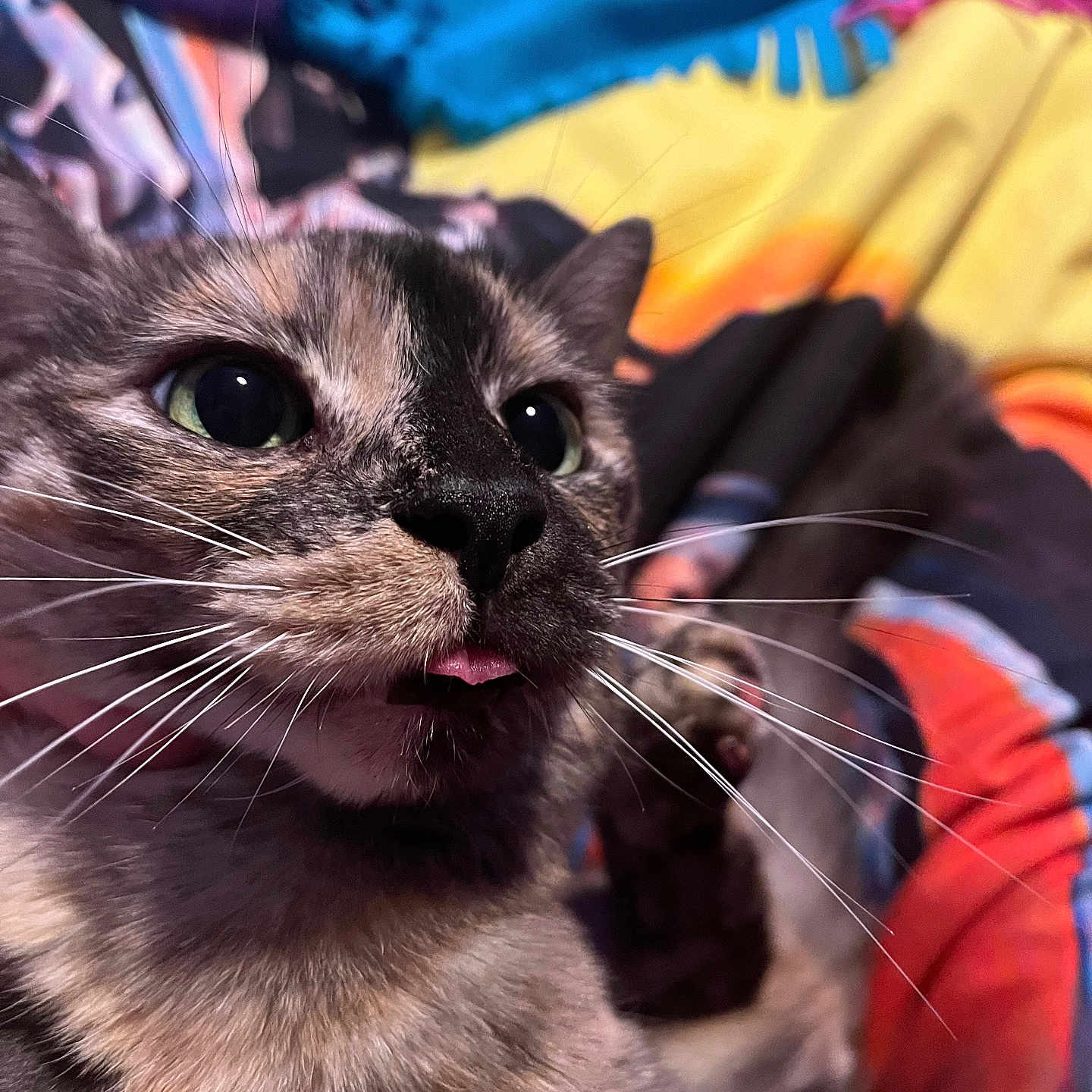 Dakota joined the competition — help win amazing prizes! cat, close_up, tongue_out, whiskers, fur, eyes, pet, animal, indoor, blanket, colorful, cozy, soft, cute, curious, face, feline, comfort, resting, muzzle
