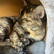 Dakota joined the competition — help win amazing prizes! cat, tortoiseshell, sleeping, cozy, indoor, pet, fur, whiskers, paw, resting, cute, animal, mammal, tabby, closeup, relaxed, feline, soft, cuddle, warm