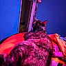 Dakota is registered to the contest to win money with this photo: cat, feline, pet, bed, blanket, colorful, purple_lighting, red_lighting, door, indoor, fur, resting, animal, cozy, home, domestic, relaxing, mammal, whiskers, sleepy