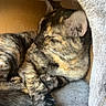 cat, tortoiseshell, sleeping, cozy, indoor, pet, fur, whiskers, paw, closeup, animal, resting, cute, feline, soft, relaxed, warm, enclosed_space, portrait, domestic_animal
