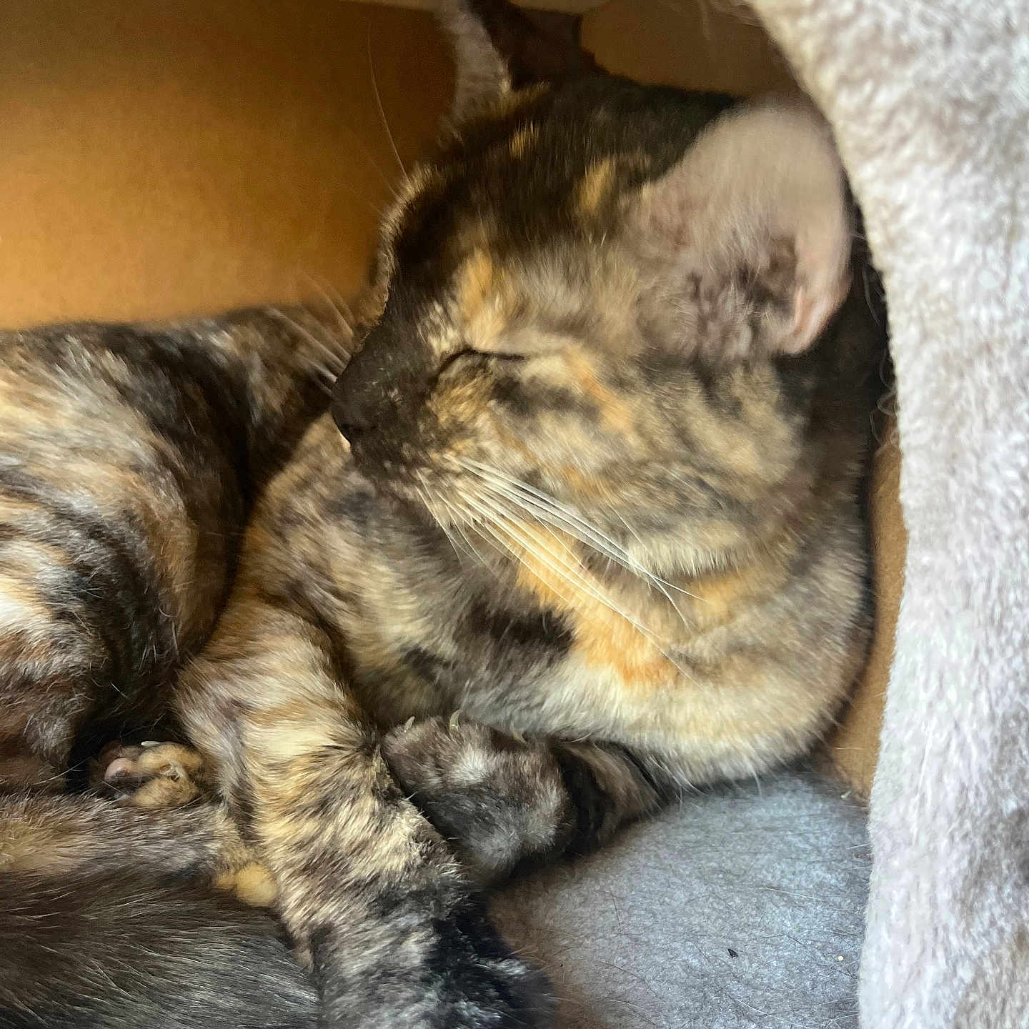 Coda joined the competition — help win amazing prizes! cat, tortoiseshell, sleeping, cozy, indoor, pet, fur, whiskers, paw, closeup, animal, resting, cute, feline, soft, relaxed, warm, enclosed_space, portrait, domestic_animal