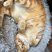 Pikatchu a rejoint le concours — aidez-le/la à gagner de superbes lots ! animal, bed, cat, companion, cozy, curled_up, cute, domestic_cat, feline, fluffy, fur, indoor, orange_tabby, paw, pet, pet_bed, relaxed, resting, sleepy, whiskers