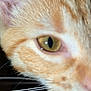 animal, cat, close_up, closeup, cute, domestic_cat, eye, face, feline, fur, ginger_cat, macro, muzzle, nose, orange, pet, portrait, soft_focus, whisker, whiskers