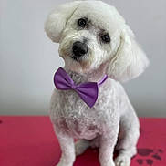 Bentley joined the competition — help win amazing prizes! dog, white_dog, bow_tie, purple_bow_tie, pet, fluffy, cute, portrait, sitting, indoor, red_surface, head_tilt, animal, companion, furry, domestic_animal, cute_pet, groomed, friendly, adorable