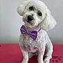 dog, white_dog, bow_tie, purple_bow_tie, pet, fluffy, cute, portrait, sitting, indoor, red_surface, head_tilt, animal, companion, furry, domestic_animal, cute_pet, groomed, friendly, adorable