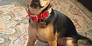 Rosie joined the competition — help win amazing prizes! dog, small_dog, pet, collar, indoor, carpet, patterned_rug, brown_dog, black_dog, sitting, alert, cute, animal, domestic_animal, fur, ears, tail, floor, household, companion