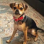 dog, small_dog, pet, collar, indoor, carpet, patterned_rug, brown_dog, black_dog, sitting, alert, cute, animal, domestic_animal, fur, ears, tail, floor, household, companion