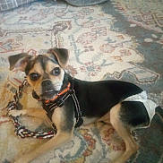 Rosie joined the competition — help win amazing prizes! dog, puppy, harness, diaper, carpet, toy, braided_rope, indoor, pet, lying_down, looking_at_camera, small_dog, brown_black_fur, ears_up, floor, cute, domestic_animal, animal, young_dog, playful