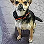 Rosie is registered to the contest to win money with this photo: dog, pet, small_dog, bed, quilted_bedspread, collar, black_collar, orange_stripe, indoor, animal, canine, cute, sitting, looking_up, fur, ears, whiskers, paws, tail, alert