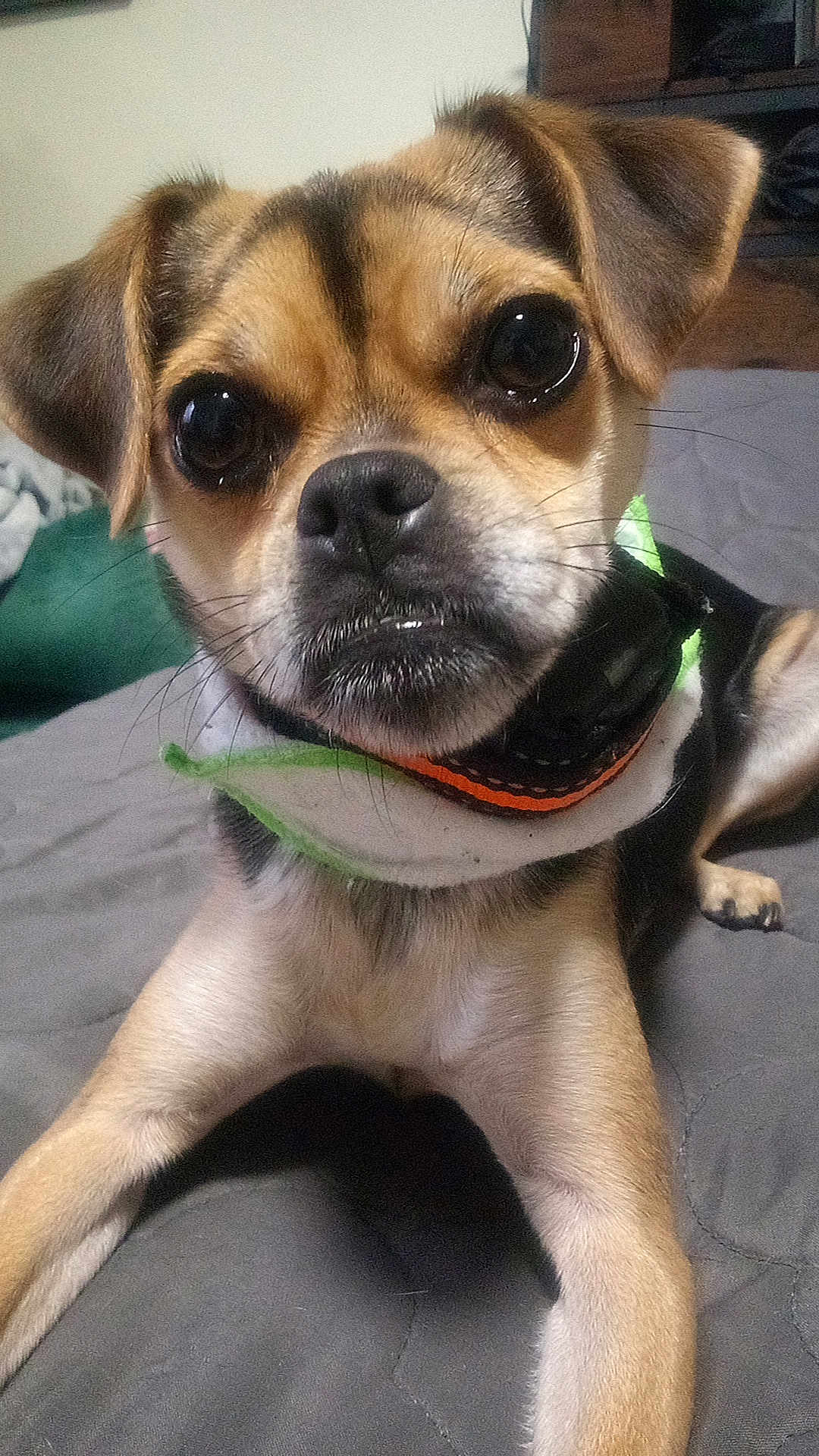Rosie