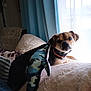 Rosie is registered to the contest to win money with this photo: dog, pet, shark_costume, blanket, couch, indoor, window, curtain, plush, cape, costume, light, small_dog, fur, collar, resting, looking, cute, cozy, animal