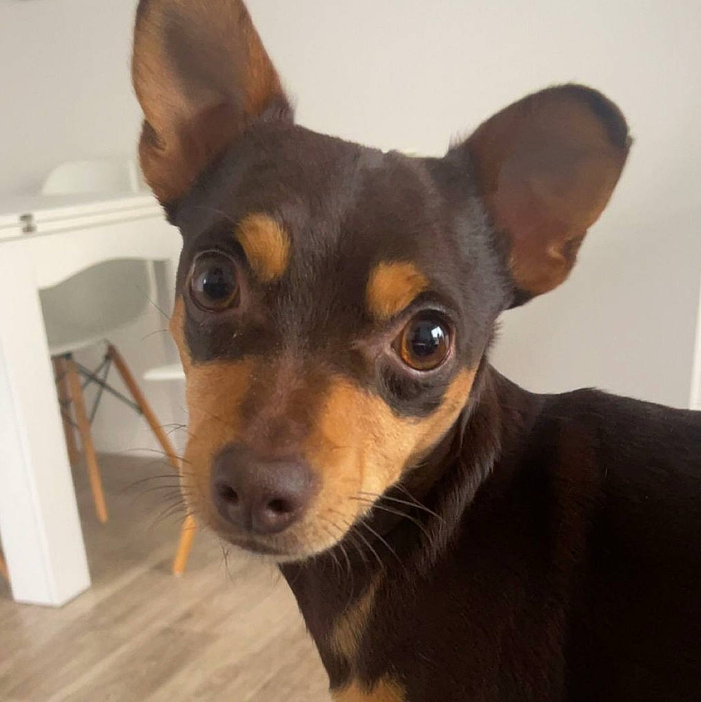 Roxy a rejoint le concours — aidez-le/la à gagner de superbes lots ! canidae, carnivore, companion_dog, corgi_chihuahua, dog, dog_breed, ear, fawn, flooring, fur, hardwood, russkiy_toy, sporting_group, terrestrial_animal, toy_dog, varnish, whiskers, wood, wood_stain, working_animal