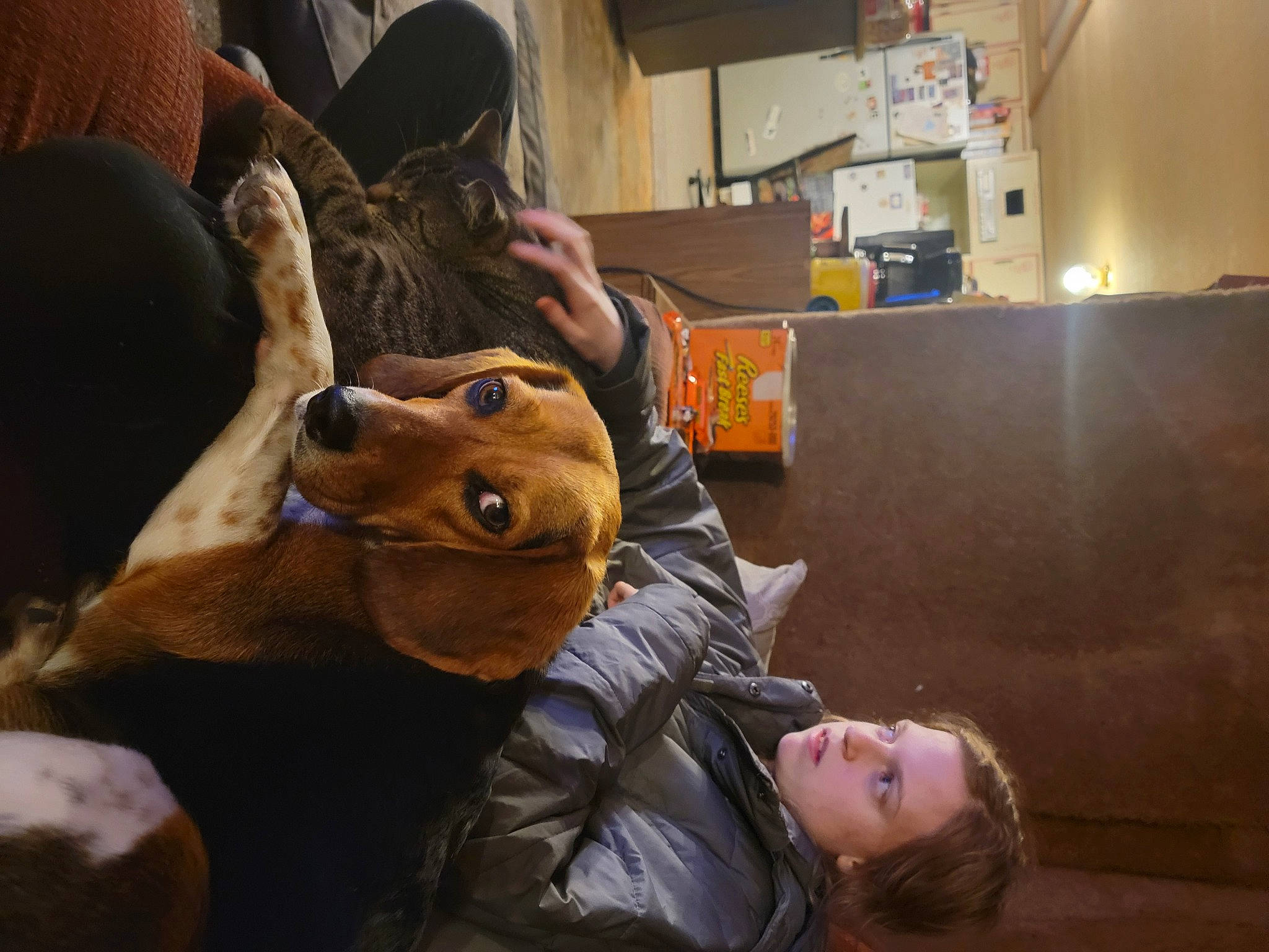 Serenity Grace joined the competition — help win amazing prizes! box, child, comfort, companion_dog, flooring, fun, fur, passenger, room, shipping_box, sitting, wood