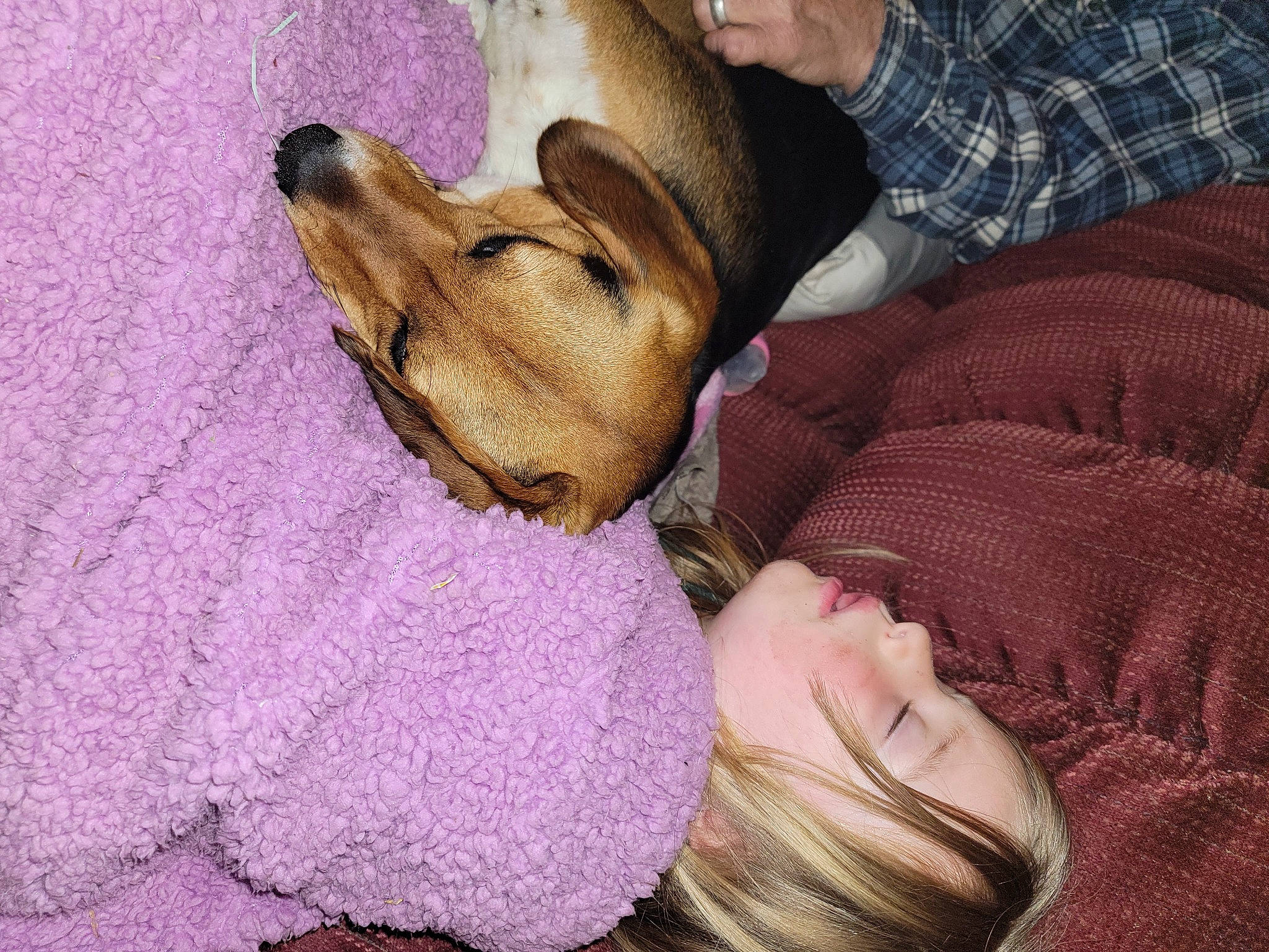 Serenity Grace joined the competition — help win amazing prizes! canidae, carnivore, comfort, companion_dog, dog, dog_breed, fawn, fur, gesture, guard_dog, happy, linens, liver, magenta, selfie, sitting, sporting_group, tartan, whiskers, wrinkle