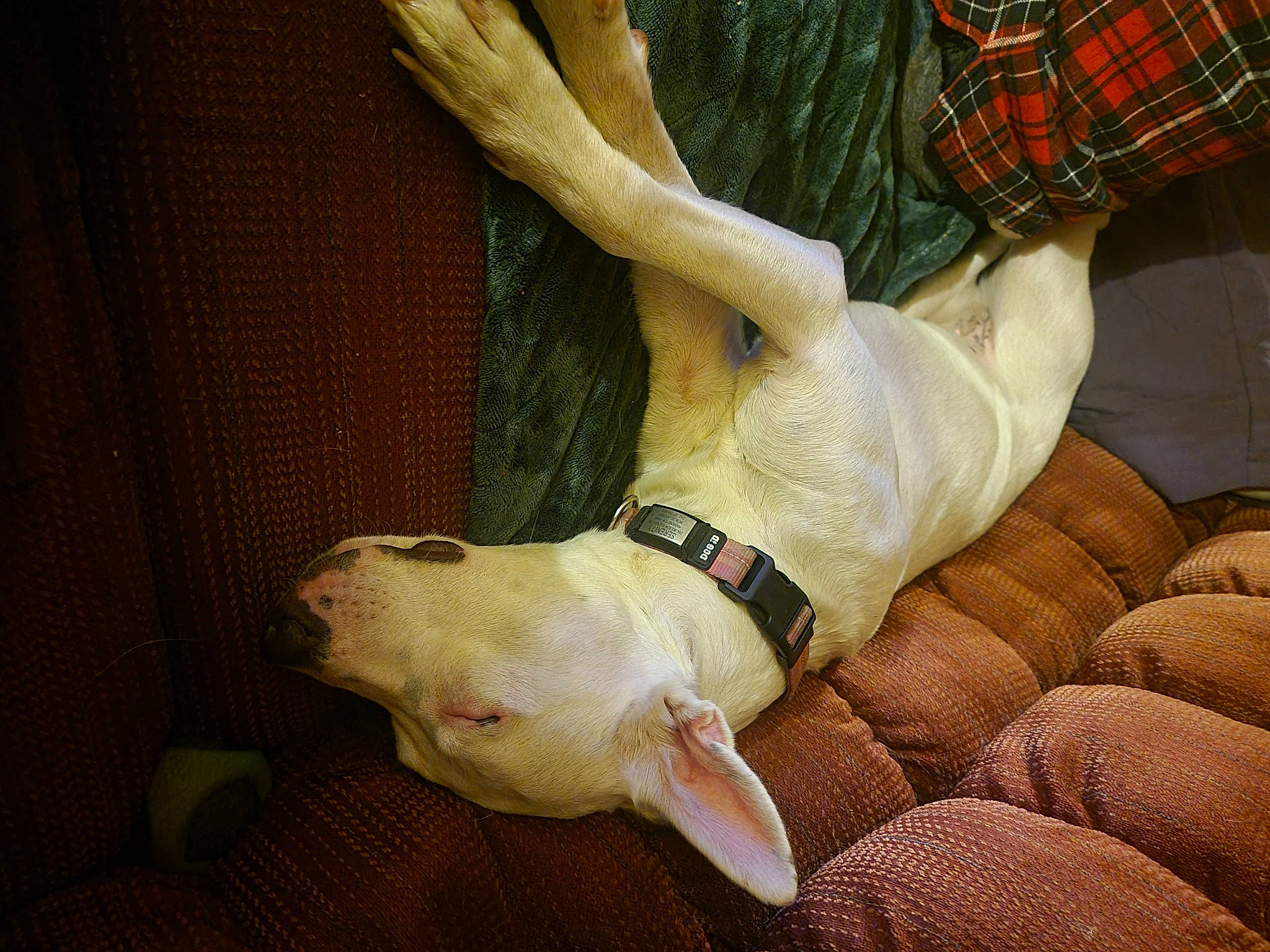 Elli is registered to the contest to win money with this photo: carnivore, comfort, companion_dog, dog, dog_breed, fawn, foot, gesture, human_leg, knee, nail, paw, plaid, snout, sporting_group, tartan, thigh, toe, working_animal, wrist