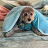 animal, bed, blanket, blue, comfort, cozy, curious, cute, dog, domestic, fur, fur_texture, harness, indoor, lying_down, pet, resting, small_dog, soft, teal